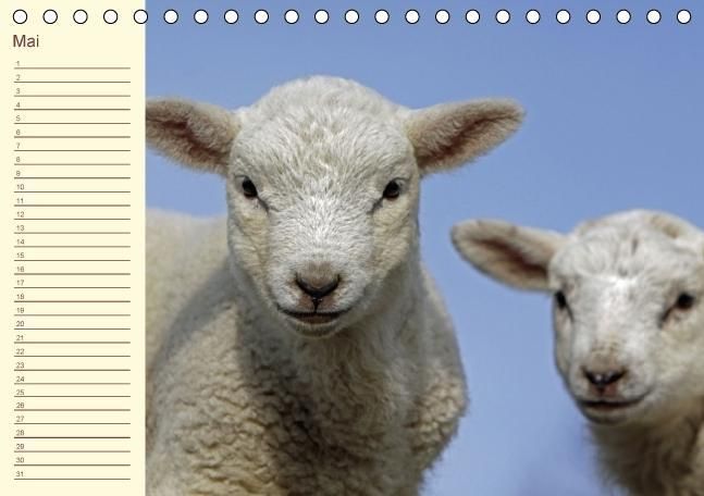 Produktbild: Der wollige Geburtstagskalender (Tischkalender immerw&auml;hrend DIN A5 quer)