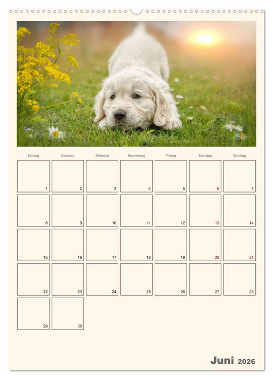 Produktbild: Zauberhafte Golden Retriever (hochwertiger Premium Wandkalender 2026 DIN A2 hoch), Kunstdruck in Hochglanz