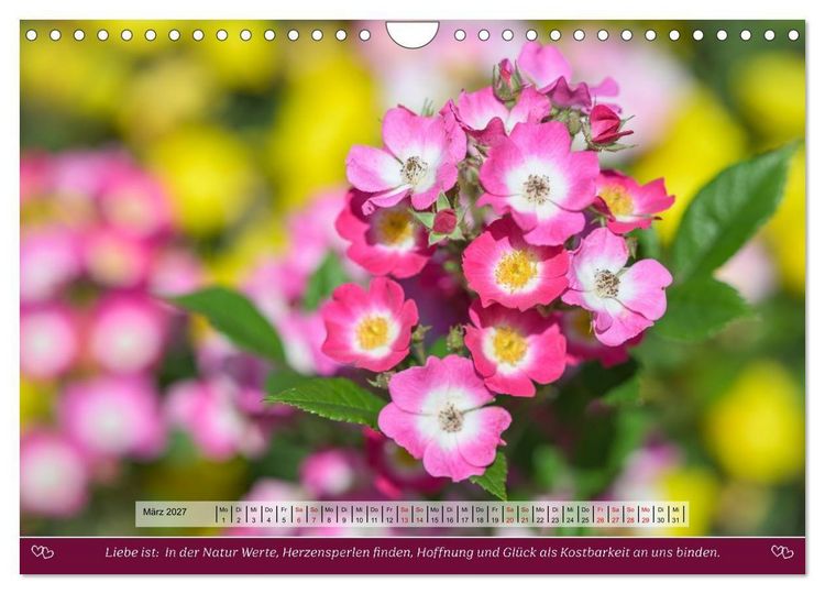Produktbild: Rosen, Liebe ist (Wandkalender 2027 DIN A4 quer), CALVENDO Monatskalender
