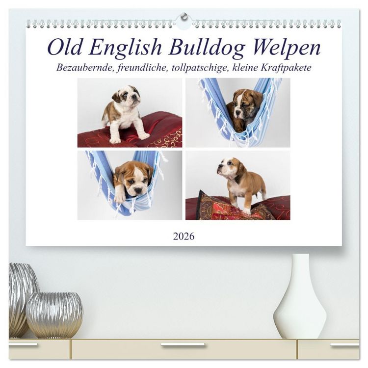 Produktbild: Old English Bulldog Welpen (hochwertiger Premium Wandkalender 2026 DIN A2 quer), Kunstdruck in Hochglanz