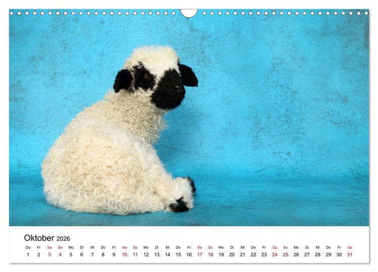 Produktbild: Walliser Schwarznasenschaf Valais Blacknose Sheep (Wandkalender 2026 DIN A3 quer), CALVENDO Monatskalender