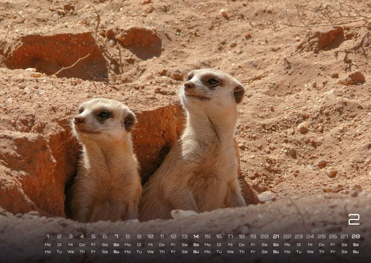 Produktbild: Erdm&auml;nnchen &ndash; Kleine W&auml;chter, gro&szlig;e Abenteuer! - 2027 - Kalender DIN A2