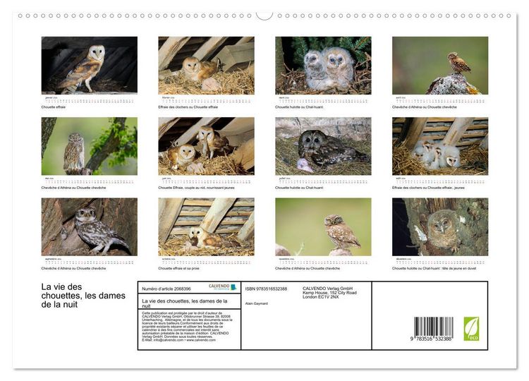 Produktbild: La vie des chouettes, les dames de la nuit (Calendrier mural 2026 DIN A2 vertical) calendrier de bureau