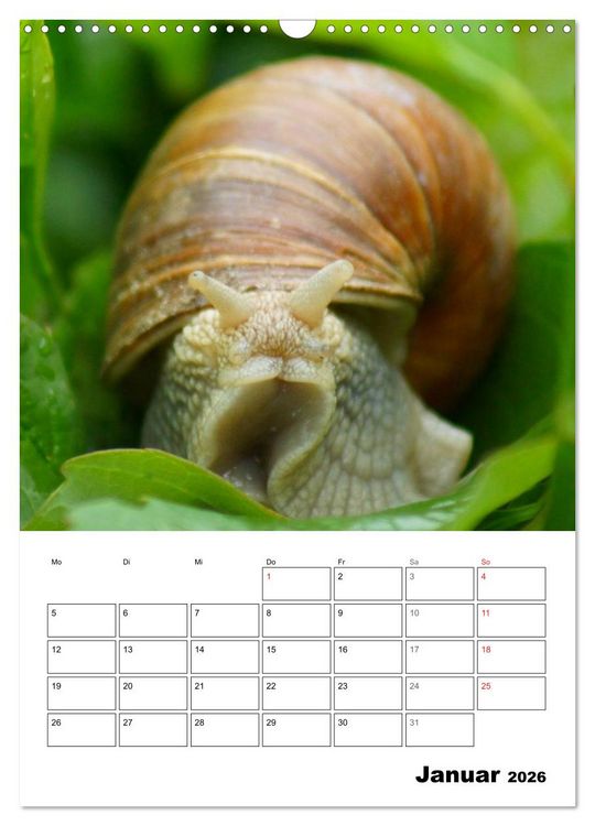 Produktbild: Die geheimnisvolle Welt der Schnecken (Wandkalender 2026 DIN A3 hoch), CALVENDO Monatskalender