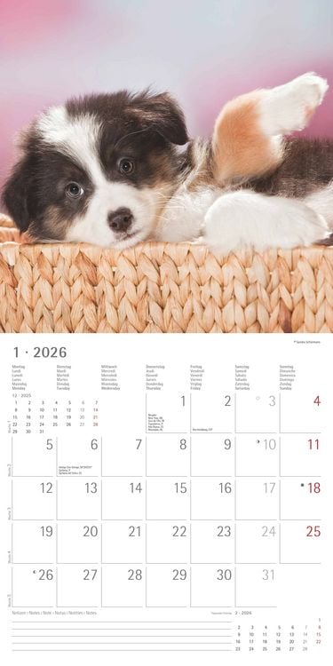 Produktbild: Hunde 2026 - Broschürenkalender 30x30 cm (30x60 geöffnet) - Kalender mit Platz für Notizen - Dogs - Bildkalender - Wandkalender - Hundekalender