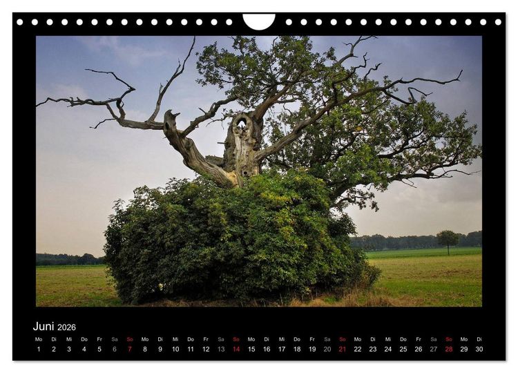 Produktbild: M&auml;rchenhafter Reinhardswald und Urwald Sababurg (Wandkalender 2026 DIN A4 quer), CALVENDO Monatskalender