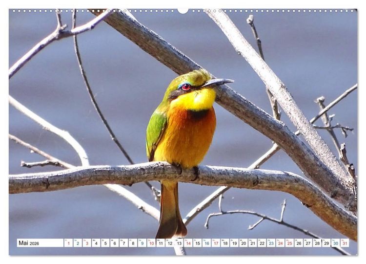Produktbild: Namibia, Faszination W&uuml;ste und Tierwelt (hochwertiger Premium Wandkalender 2026 DIN A2 quer), Kunstdruck in Hochglanz