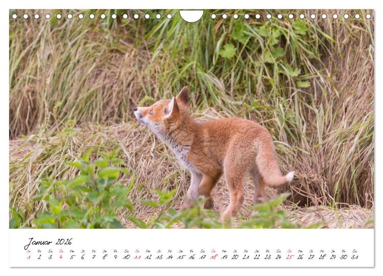 Produktbild: Fuchs entdeckt - im Naturparadies der Mecklenburgischen Seenplatte (Wandkalender 2026 DIN A4 quer), CALVENDO Monatskalender