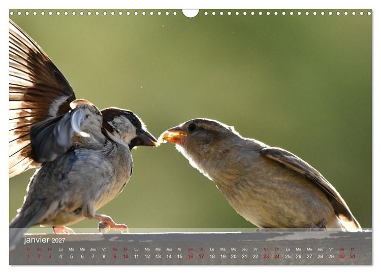 Produktbild: Oiseaux, Papillons et Libellules (Calendrier mural 2027 DIN A3 vertical), CALVENDO calendrier mensuel
