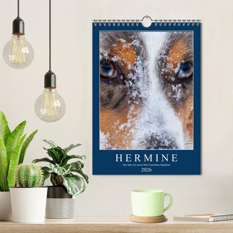 Produktbild: Hermine - Ein Jahr mit einem Mini Australian Shepherd (Wandkalender 2026 DIN A4 hoch), CALVENDO Monatskalender