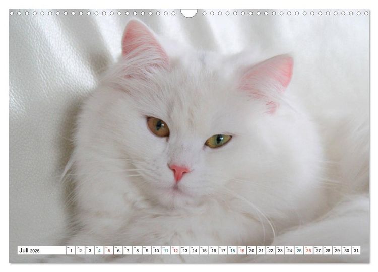 Produktbild: Die Perserkatze - Farbschlag Wei&szlig; (Wandkalender 2026 DIN A3 quer), CALVENDO Monatskalender