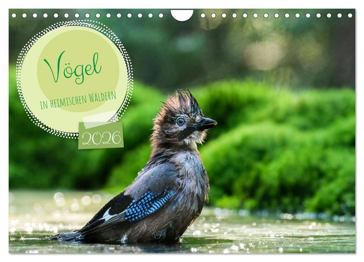Produktbild: V&ouml;gel in heimischen W&auml;ldern (Wandkalender 2026 DIN A4 quer), CALVENDO Monatskalender