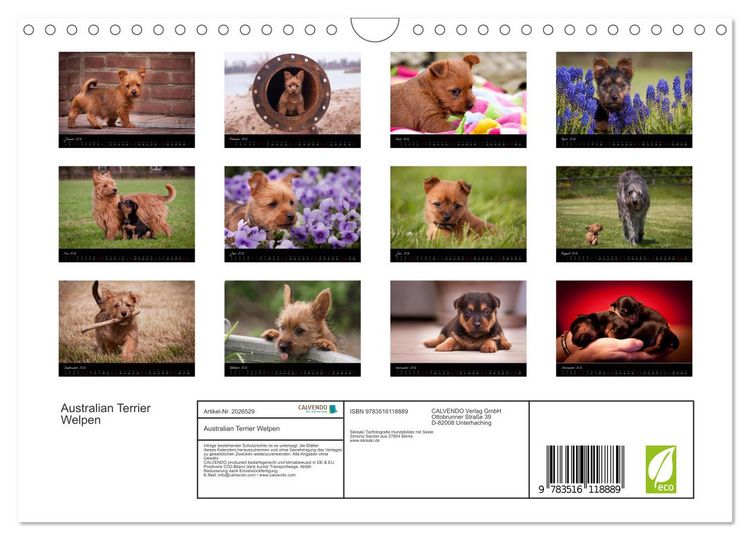 Produktbild: Australian Terrier Welpen (Wandkalender 2026 DIN A4 quer), CALVENDO Monatskalender