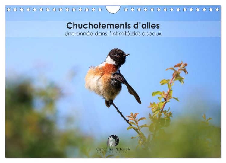 Produktbild: Chuchotements d'ailes - Une ann&eacute;e dans l'intimit&eacute; des oiseaux (Calendrier mural 2026 DIN A4 vertical), CALVENDO calendrier mensuel
