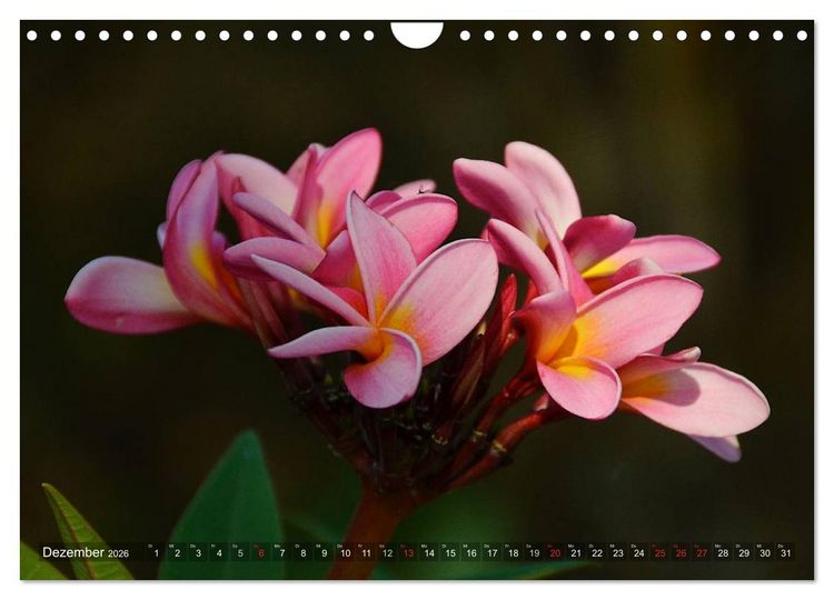 Produktbild: Tansania - Faszinierendes Afrika (Wandkalender 2026 DIN A4 quer), CALVENDO Monatskalender
