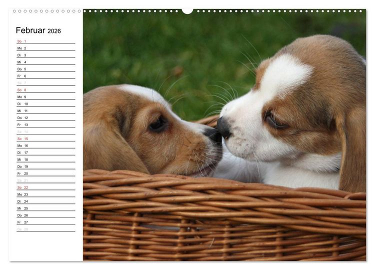 Produktbild: DER BEAGLEige TERMINPLANER (Wandkalender 2026 DIN A2 quer), CALVENDO Monatskalender
