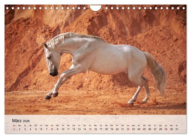 Produktbild: Pferde 2026 Kraft und Anmut (Wandkalender 2026 DIN A4 quer), CALVENDO Monatskalender