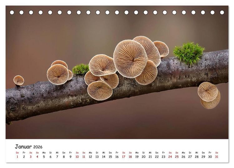 Produktbild: Pilzgalerie - Heimische Pilze von ihrer sch&ouml;nsten Seite (Tischkalender 2026 DIN A5 quer), CALVENDO Monatskalender