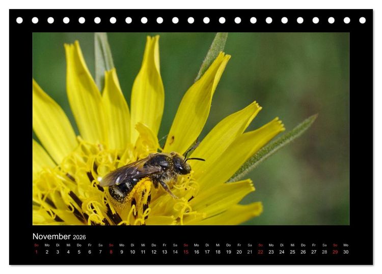 Produktbild: Die Wildbienen Deutschlands (Tischkalender 2026 DIN A5 quer), CALVENDO Monatskalender