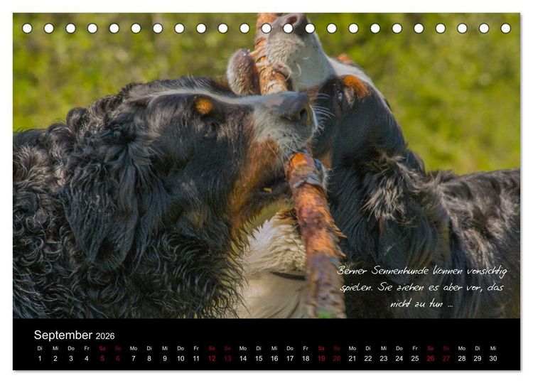 Produktbild: So ist er. Der Berner Sennenhund (Tischkalender 2026 DIN A5 quer), CALVENDO Monatskalender