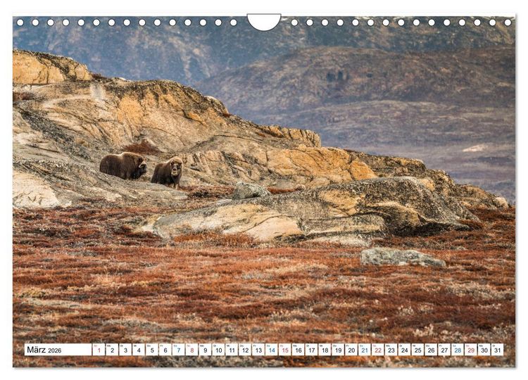 Produktbild: Scoresbysund - Sommer im gr&ouml;&szlig;ten und l&auml;ngsten Fjordsystem der Welt (Wandkalender 2026 DIN A4 quer), CALVENDO Monatskalender