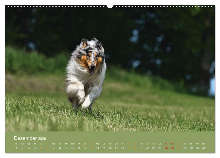 Produktbild: Fantastische Collies - Sieger der Herzen (Wandkalender 2026 DIN A2 quer), CALVENDO Monatskalender