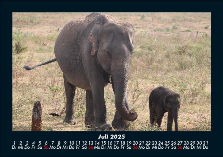 Produktbild: Elefanten Kalender 2025 Fotokalender DIN A5