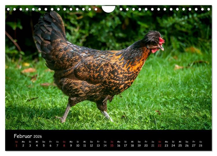 Produktbild: Gartenh&uuml;hner (Wandkalender 2026 DIN A4 quer), CALVENDO Monatskalender