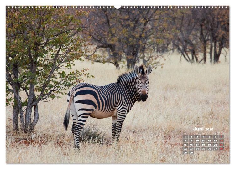 Produktbild: Namibia, Sch&ouml;nheit und Vielfalt (hochwertiger Premium Wandkalender 2026 DIN A2 quer), Kunstdruck in Hochglanz