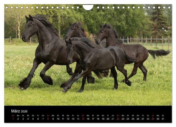 Produktbild: Friesen - Sch&ouml;nheit, Kraft und Eleganz (Wandkalender 2026 DIN A4 quer), CALVENDO Monatskalender