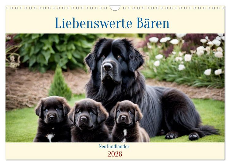 Produktbild: Neufundl&auml;nder - Liebenswerte B&auml;ren (Wandkalender 2026 DIN A3 quer), CALVENDO Monatskalender