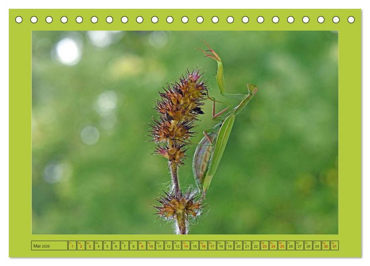 Produktbild: Die Gottesanbeterin Mantis Religiosa (Tischkalender 2026 DIN A5 quer), CALVENDO Monatskalender