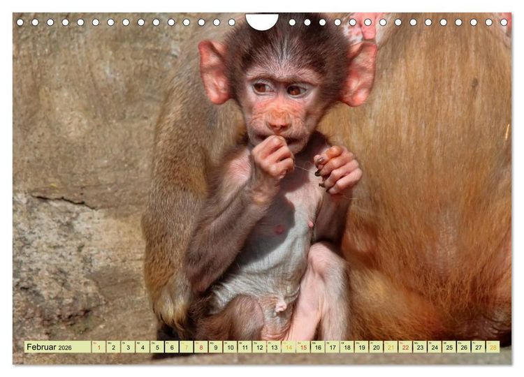 Produktbild: Affen - Affenkinder (Wandkalender 2026 DIN A4 quer), CALVENDO Monatskalender