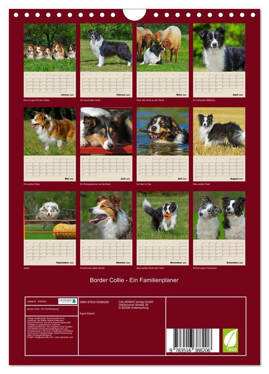 Produktbild: Border Collie - Ein Familienplaner (Wandkalender 2026 DIN A4 hoch), CALVENDO Monatskalender