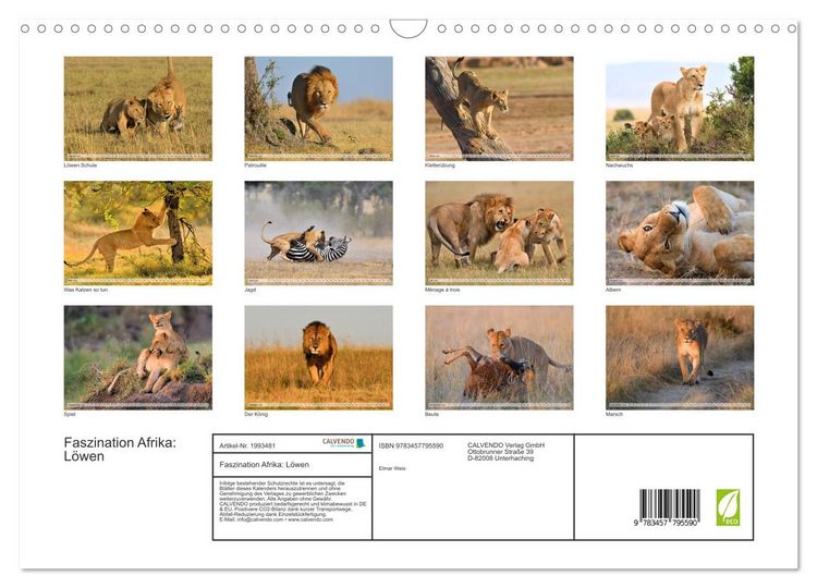 Produktbild: Faszination Afrika: L&ouml;wen (Wandkalender 2026 DIN A3 quer), CALVENDO Monatskalender