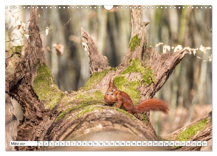 Produktbild: Wildtiere im M&uuml;ritz-Nationalpark (Wandkalender 2027 DIN A3 quer), CALVENDO Monatskalender