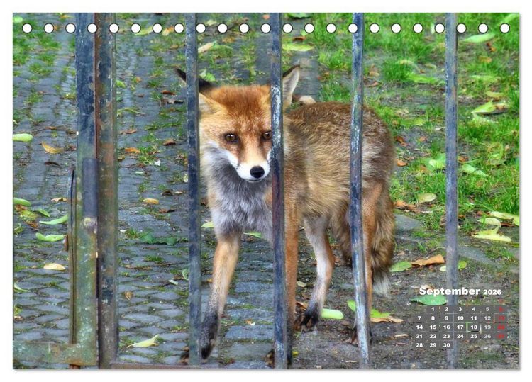 Produktbild: Familie Fuchs hautnah in Berlin (Tischkalender 2026 DIN A5 quer), CALVENDO Monatskalender