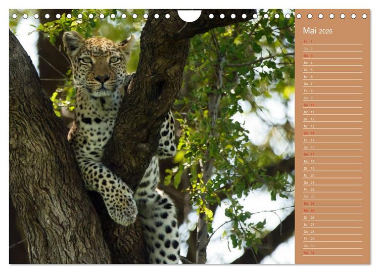 Produktbild: Afrika - Faszinierende Tierwelt (Wandkalender 2026 DIN A4 quer), CALVENDO Monatskalender