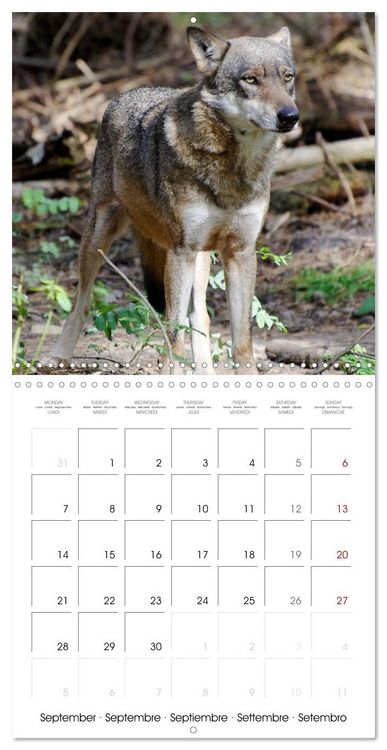 Produktbild: Wolves - fascinating wild animals (Wall Calendar 2026 12 &times; 12 Inch) CALVENDO 12 Month Wall Calendar