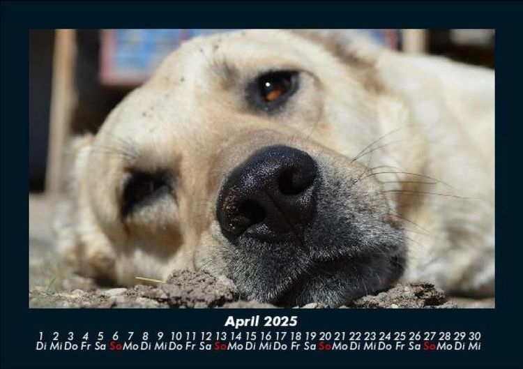 Produktbild: Hundezauber 2025 Fotokalender DIN A5