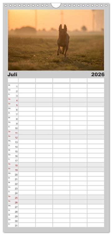Produktbild: Familienplaner 2026 - Belgische Sch&auml;ferhunde - Der Malinois im Licht mit 5 Spalten (Wandkalender, 21 x 45 cm) CALVENDO