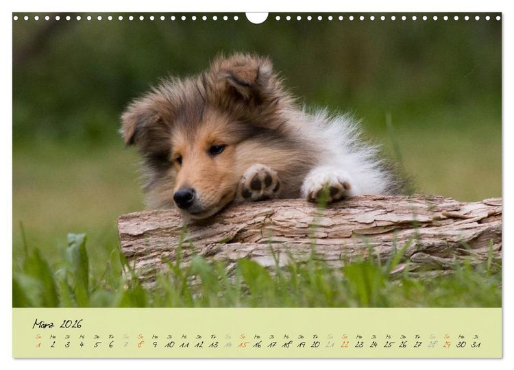 Produktbild: Collie Welpen zum Verlieben (Wandkalender 2026 DIN A3 quer), CALVENDO Monatskalender