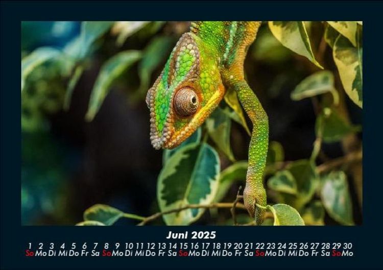 Produktbild: Welt der Tiere 2025 Fotokalender DIN A5
