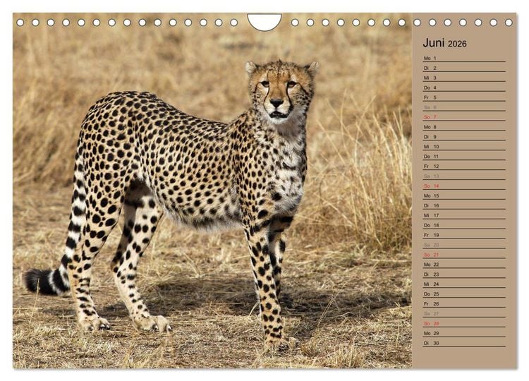 Produktbild: Geparden - Ein Leben in Afrika (Wandkalender 2026 DIN A4 quer), CALVENDO Monatskalender