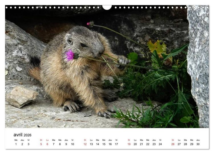 Produktbild: Le monde des marmottes en Haute Maurienne (Calendrier mural 2026 DIN A3 vertical), CALVENDO calendrier mensuel