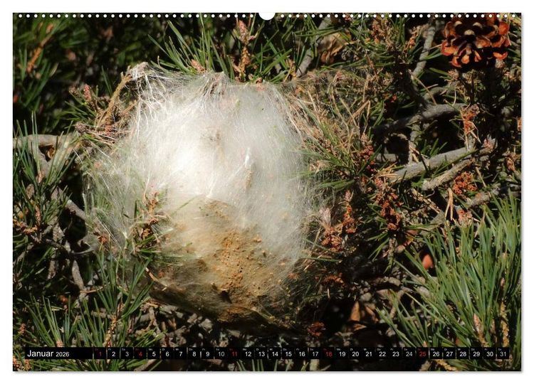Produktbild: Raupen - Skurrile Verwandlungsk&uuml;nstler (hochwertiger Premium Wandkalender 2026 DIN A2 quer), Kunstdruck in Hochglanz