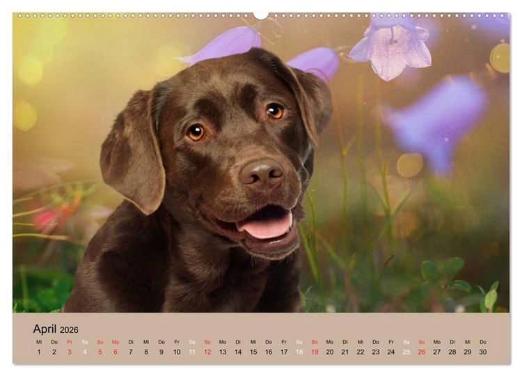 Produktbild: Labrador Retriever unsere Freunde (hochwertiger Premium Wandkalender 2026 DIN A2 quer), Kunstdruck in Hochglanz