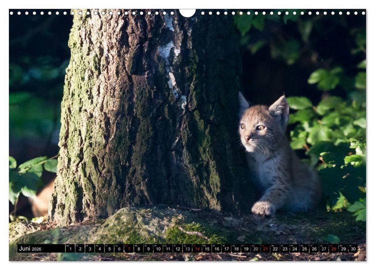 Produktbild: Luchskinder (Wandkalender 2026 DIN A3 quer), CALVENDO Monatskalender