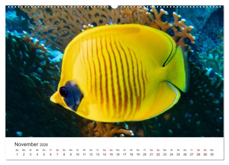 Produktbild: Faszination blaue Welt (hochwertiger Premium Wandkalender 2026 DIN A2 quer), Kunstdruck in Hochglanz