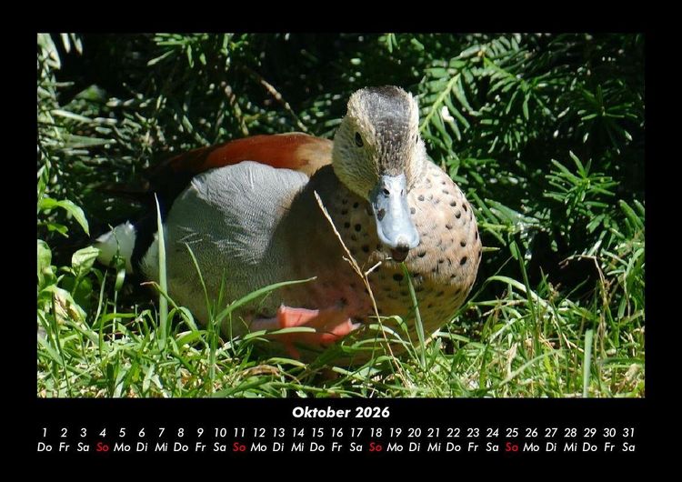 Produktbild: V&ouml;gel 2026 Fotokalender DIN A3